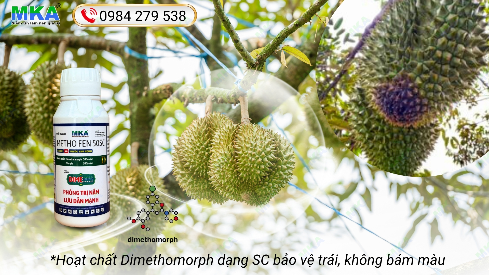 Hoạt chất Dimethomorph chuyên trị nấm phytophthora